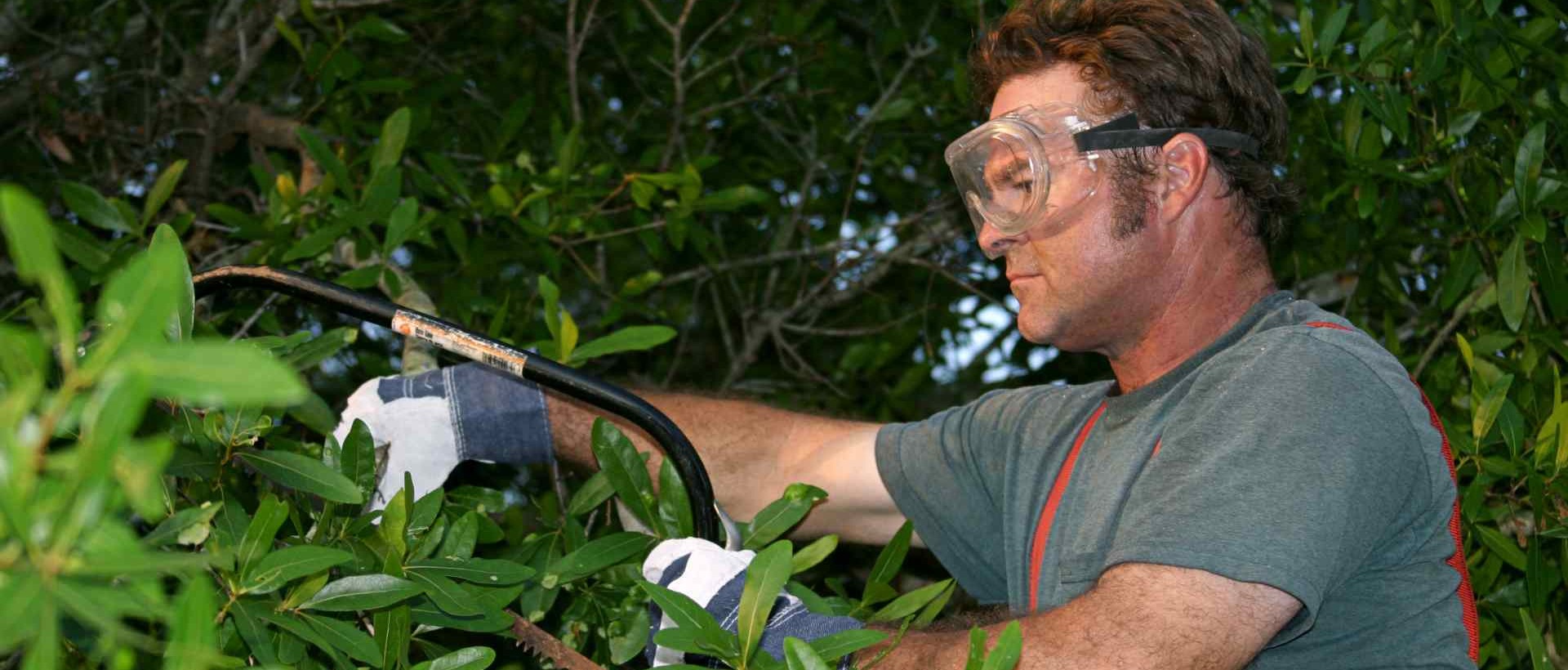 garden clearance N15